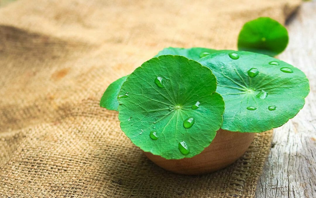 Centella Asiatica: un aiuto naturale contro la cellulite e non solo