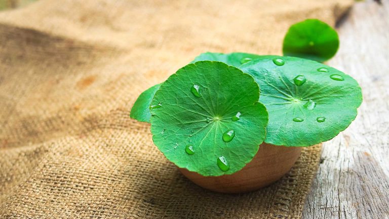 centella asiatica