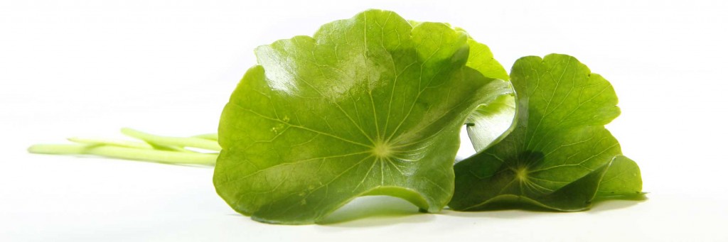 centella asiatica cellulite